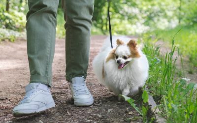 Exploring the Joy of Dog Walking with Pampered Pets by Sophie